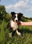 Piesek border collie ZKwP samczyk