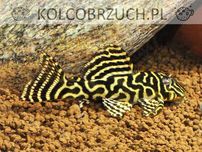 Glonojad L340 - Hypancistrus - ODŁÓW - WF - dowóz, wysyłka
