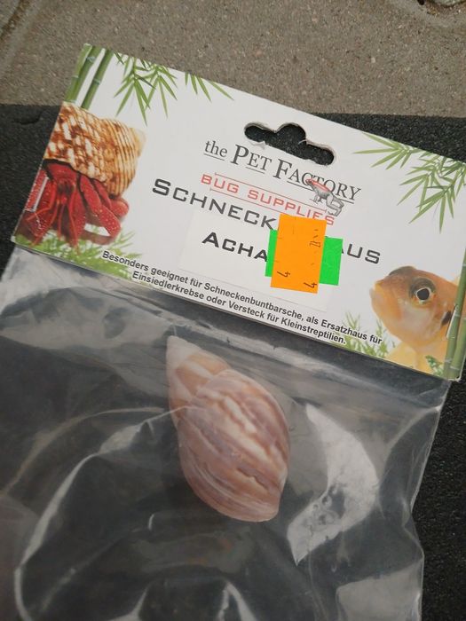 Muszelka do akwarium. Ozdoba