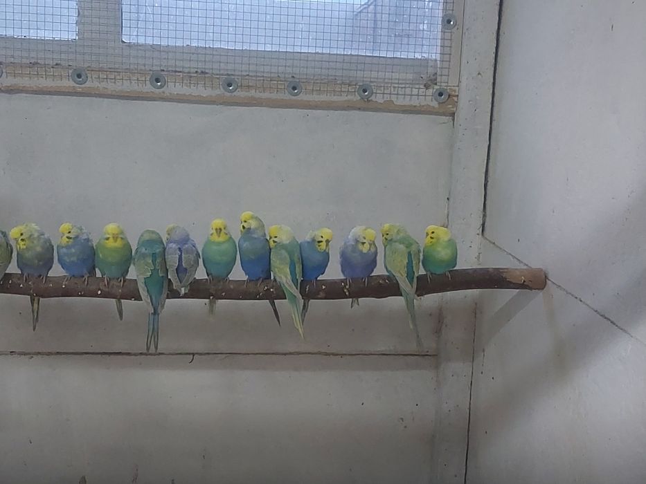 Faliste różne kolory , teczowe 2025