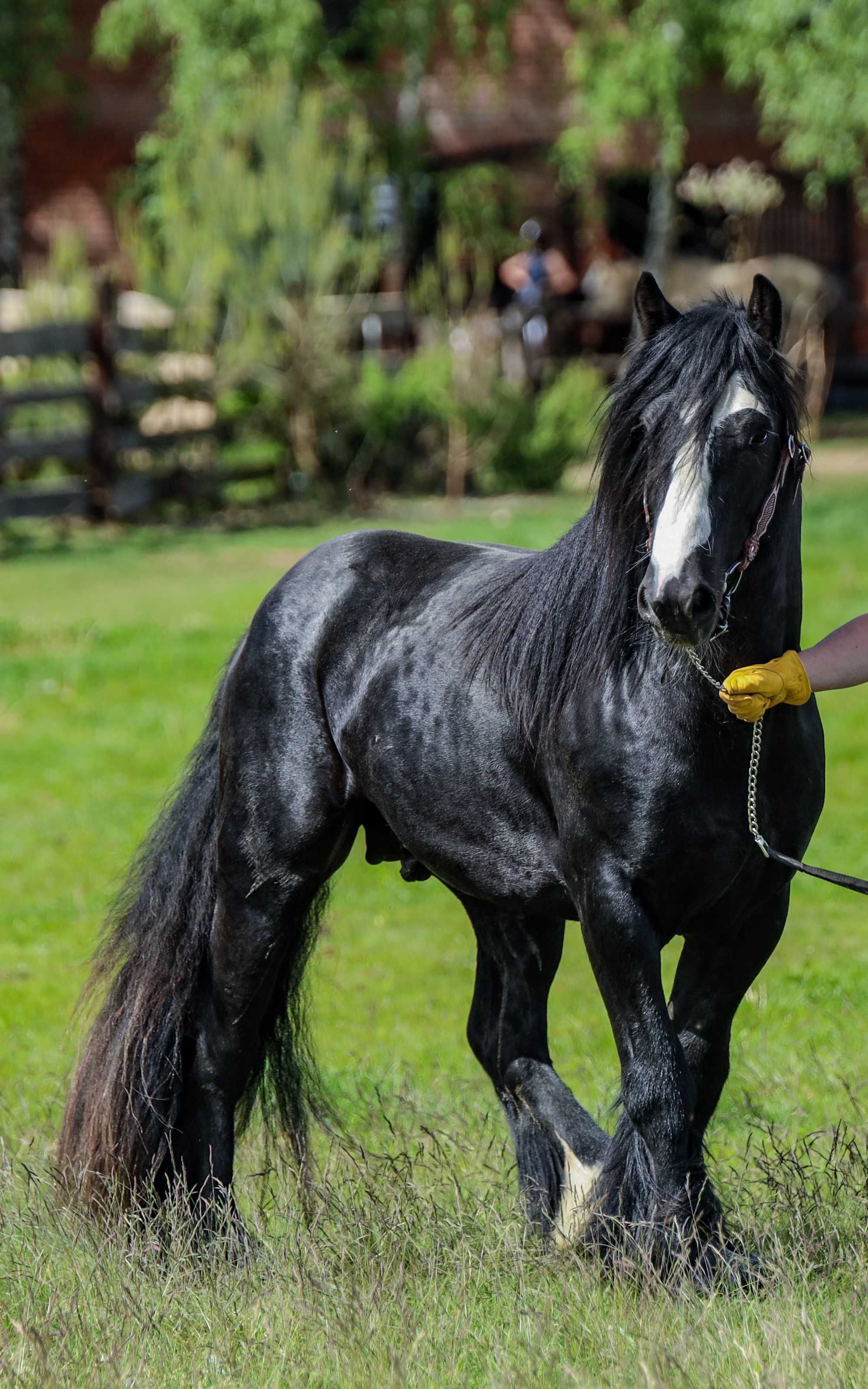 ogier  Irish Cob / Gypsy Cob / Tinker krycie stanówka