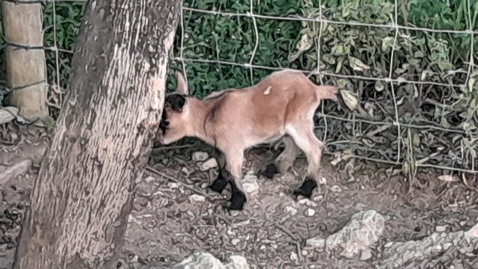 Cabras anãs habituadas a outros animais