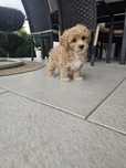 Maltipoo piękny piesek
