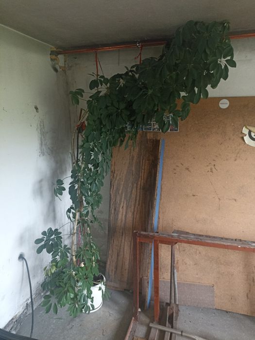 Kwiat szeflera ponad 300cm