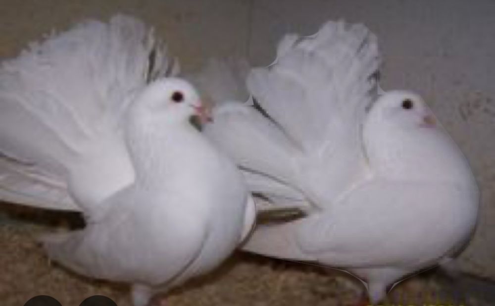 Pombas Rabo de Leque Brancas