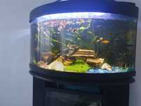 Acessórios para aquario guppies, platys, Molly's e búzios