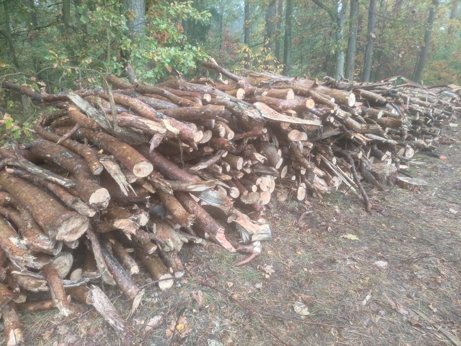 Drewno opałowe Sosna