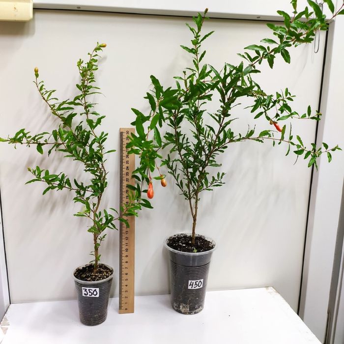 Гранат комнатный карликовый Нана