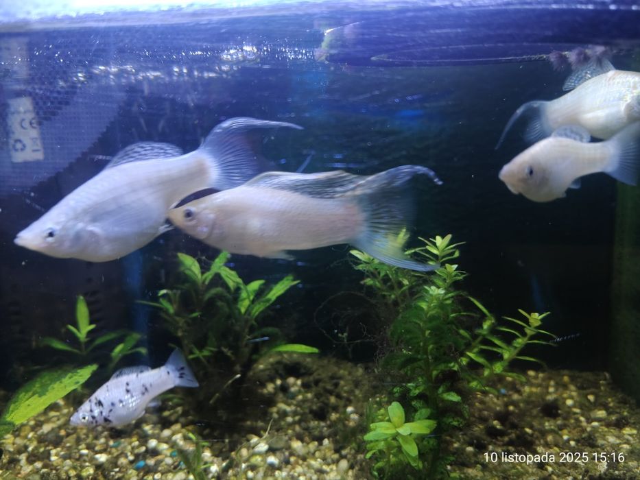 Młode białe molinezje