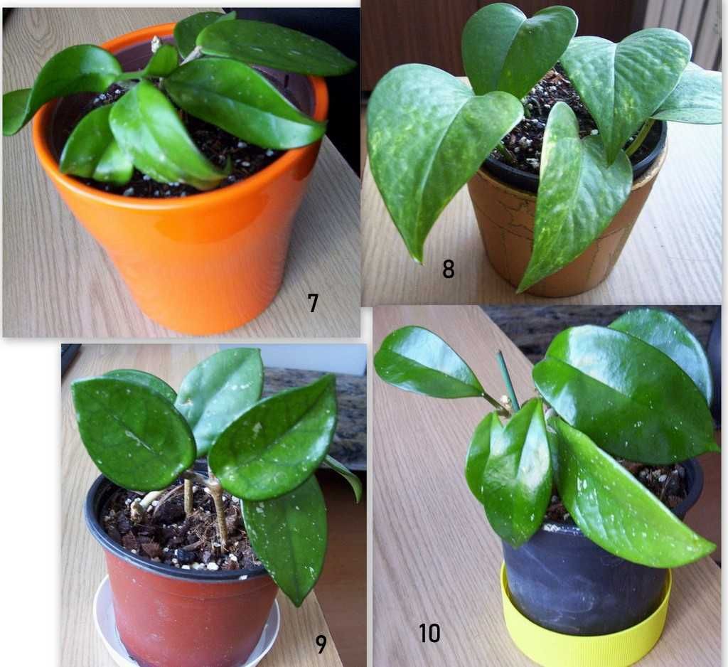 Hortensje hoja carnosa, epipremnum aureum, wilczomlecz, zamiokulkas,