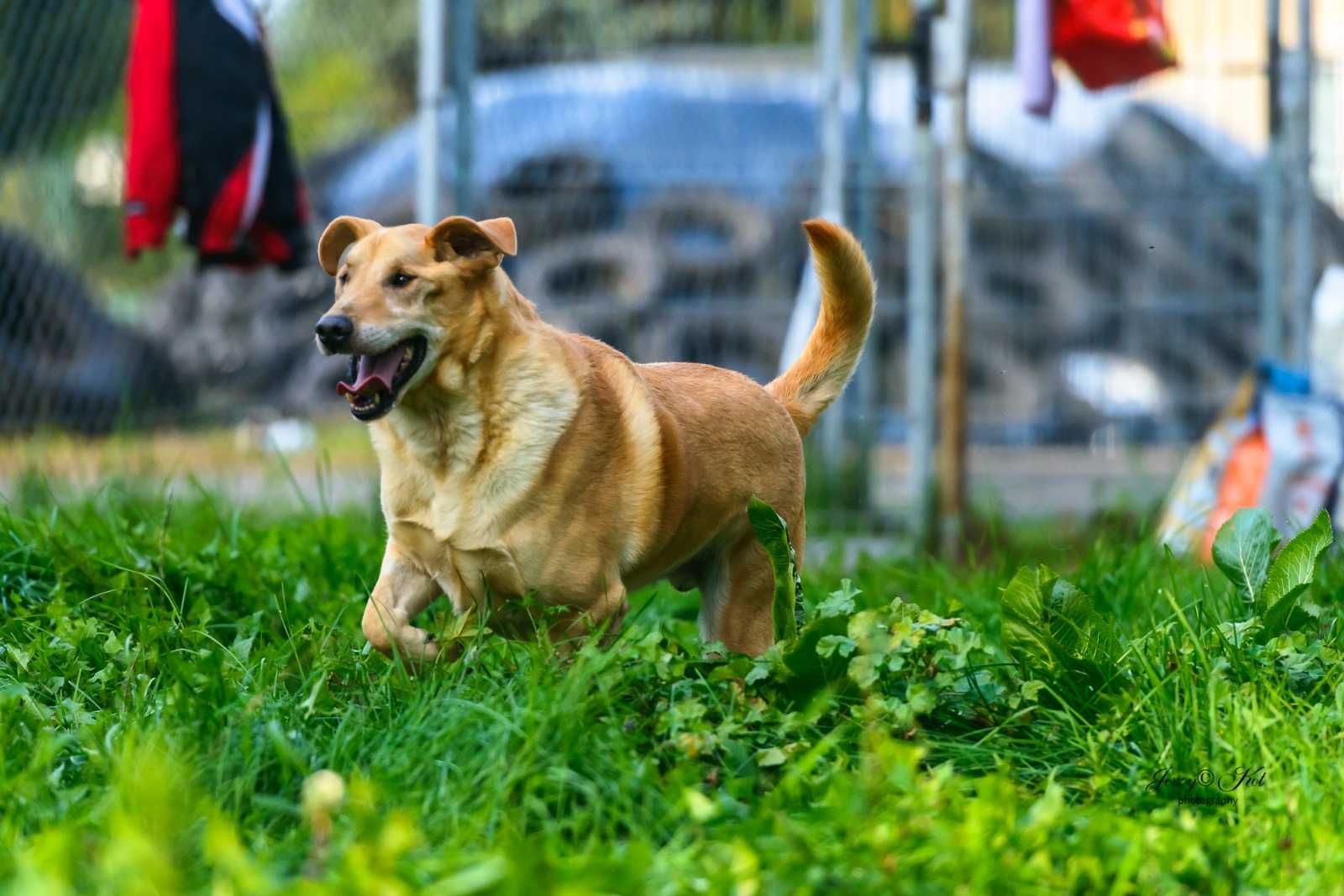 Bezowy psiak w typie labradora - super pozytywny