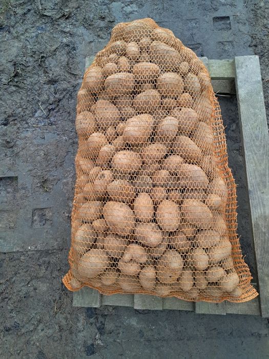 Ziemniaki paszowe odpadowe