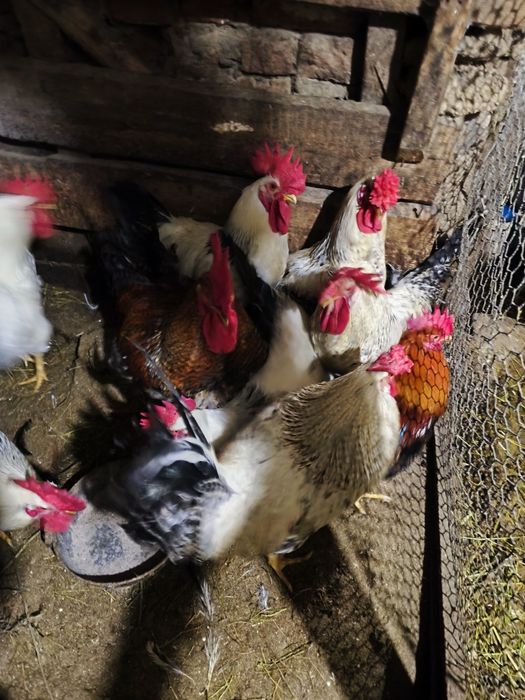 Продам молодых петухов