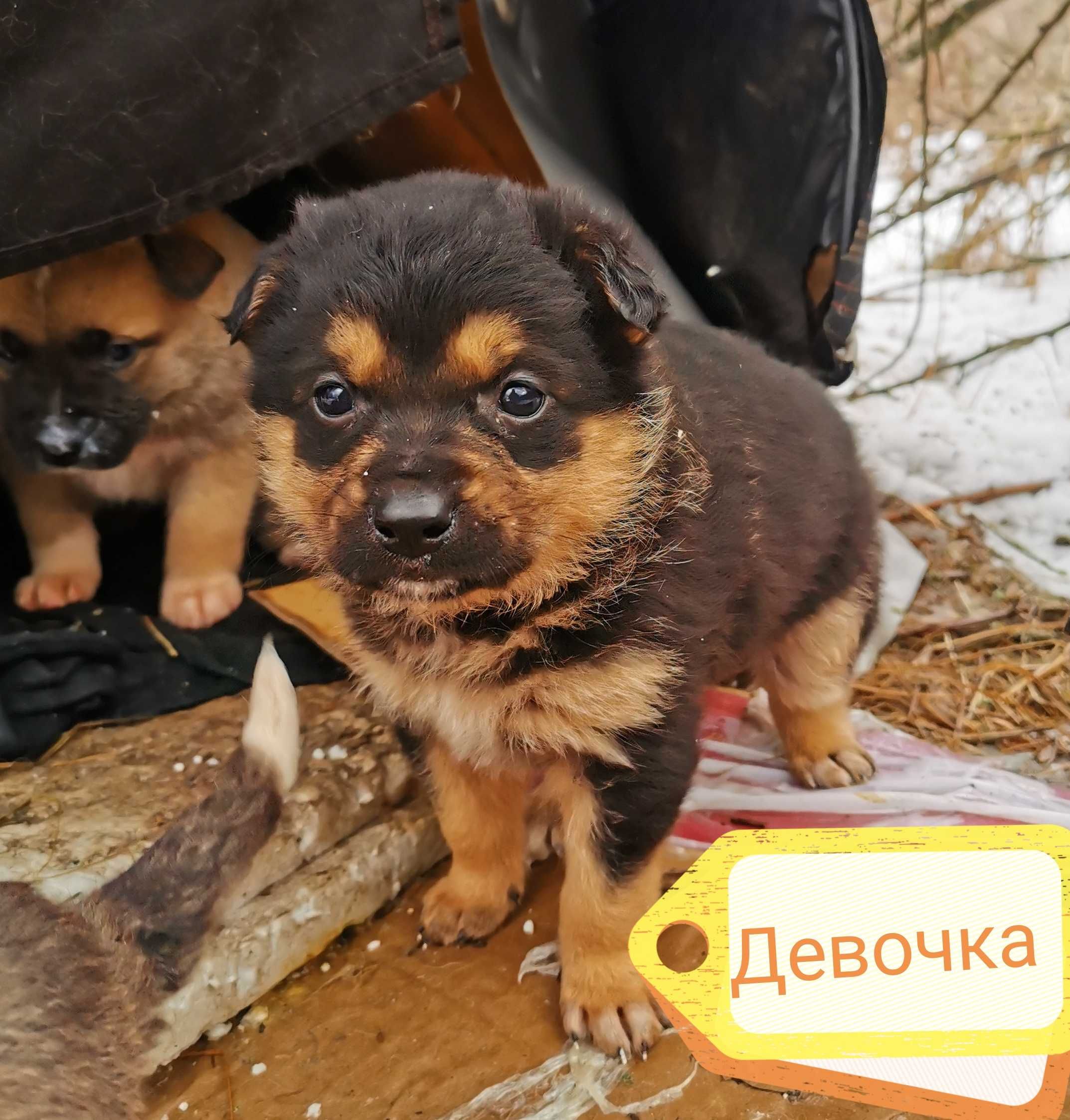 Щенки  бесплатно