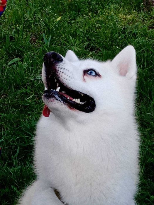 Вязка Сибирский Хаски в Активном поиске