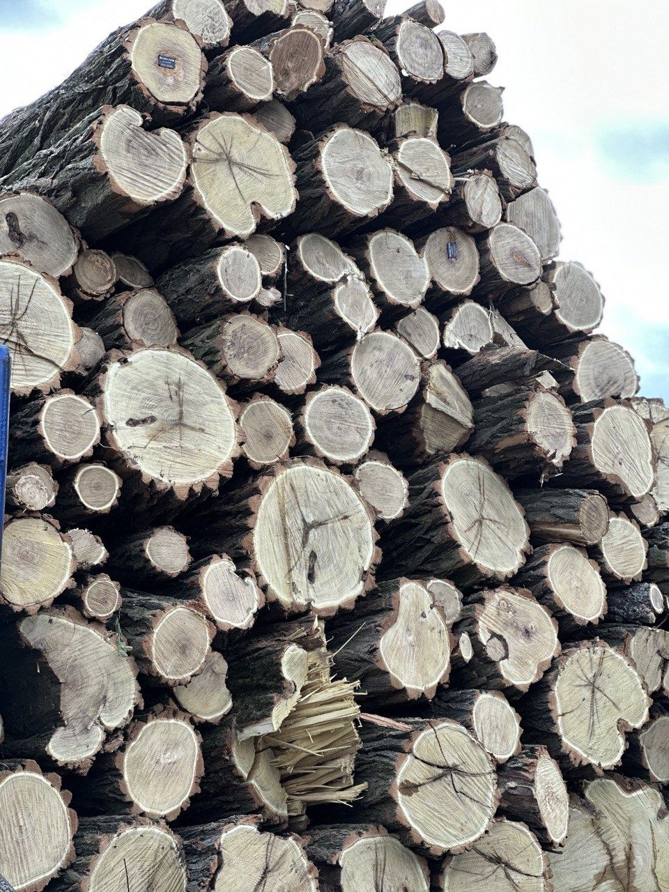 Продам дрова породи Акація без домішок Зіл, Газон