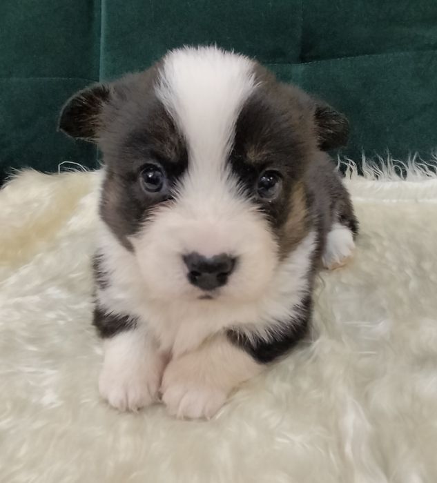 Corgi Kardigan - suczka