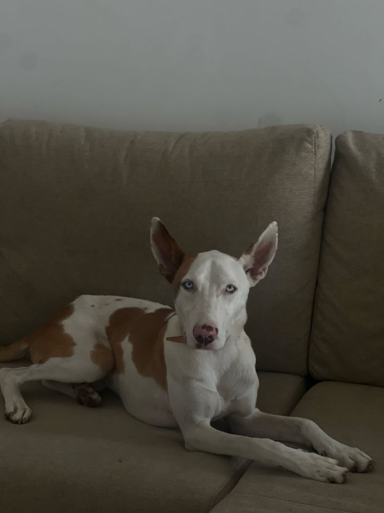 Dobermann cao para vender