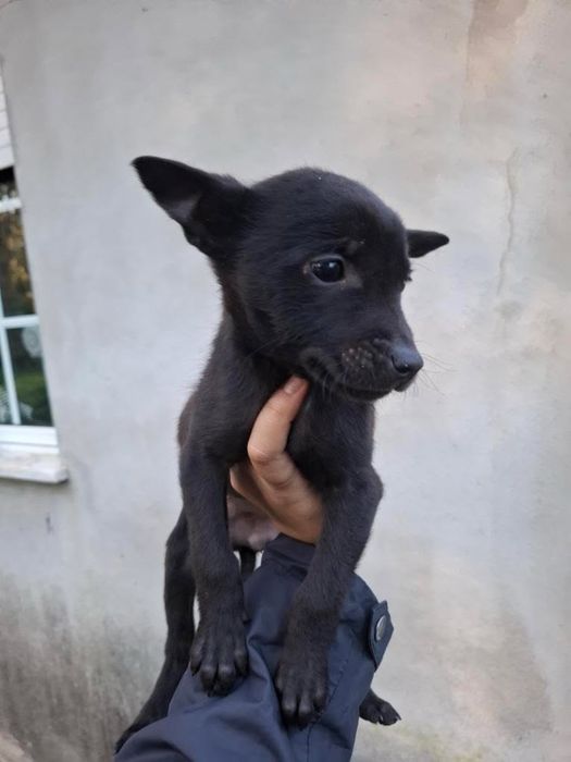 Adocao 2 filhotes de pitbull femeas