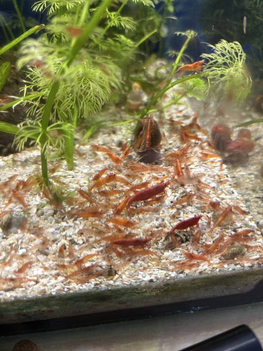 Ciclideos varios tamanhos