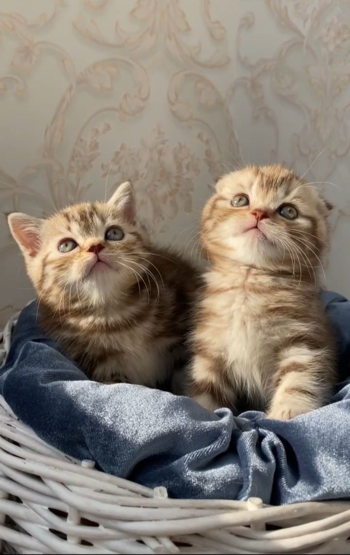 Шотландские котята