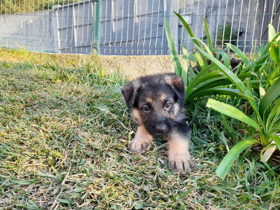 Pator Alemão Puro com LOP/Pedigree