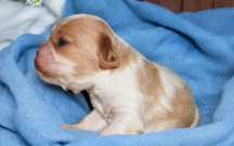 Szczeniak- Cavalier King charles spaniel