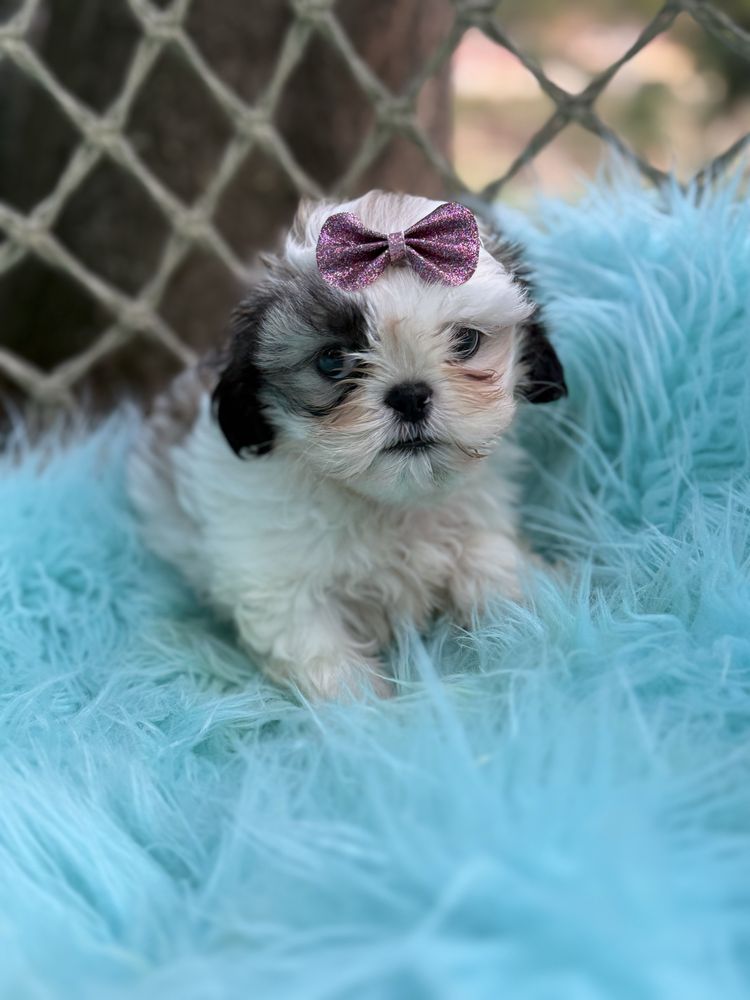 Shih - tzu Fêmea com lop