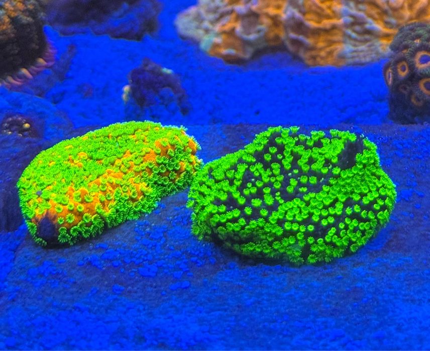 Montipora akwarium koralowce morskie