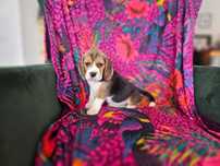 BEAGLE-mniejsza w typie suczka ,po champ.