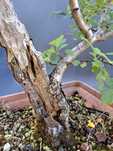 Pré-Bonsai Crataegus monogyna