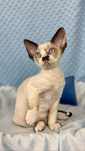 Devon rex rozmruczany kocurek