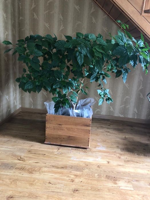 китайська роза(гібіскус)