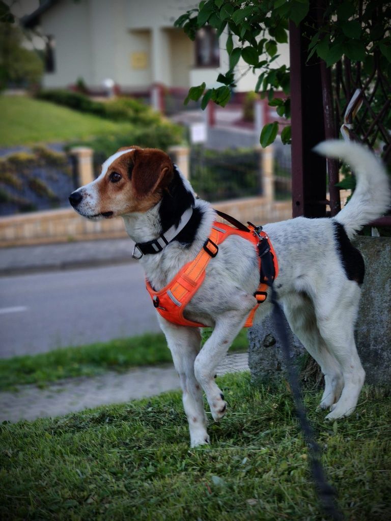 ARCHIE do adopcji