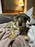 Do adopcji sliczna suczka w typie „jamnika”