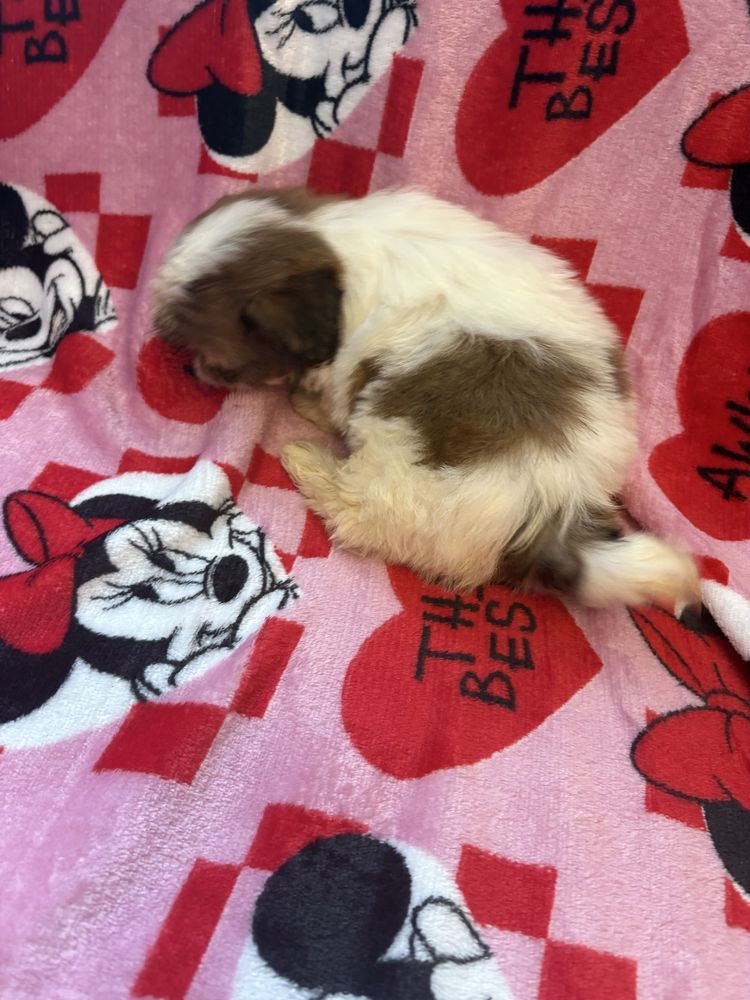 Shih tzu miniaturka suczka do odbioru