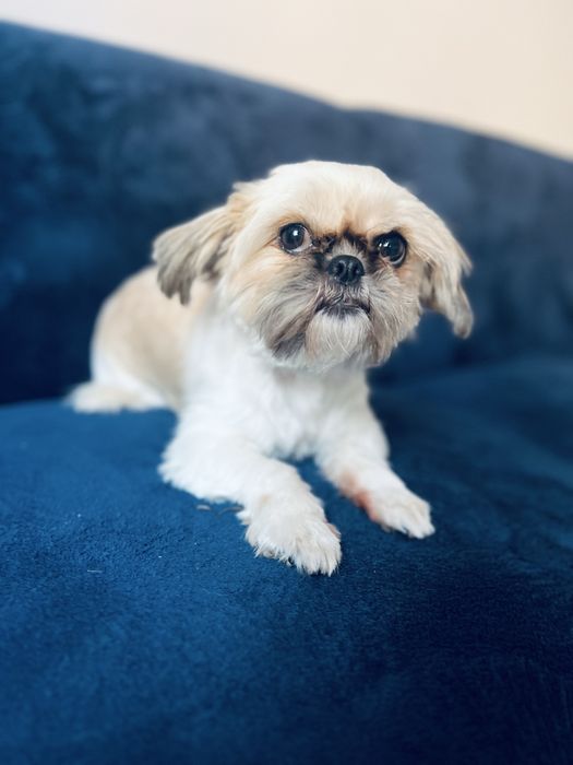 Shih tzu Tricolor Suczka
