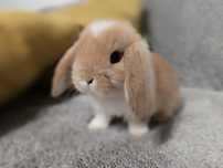 Królik Mini Lop Mini Lopek Króliczek hodowla