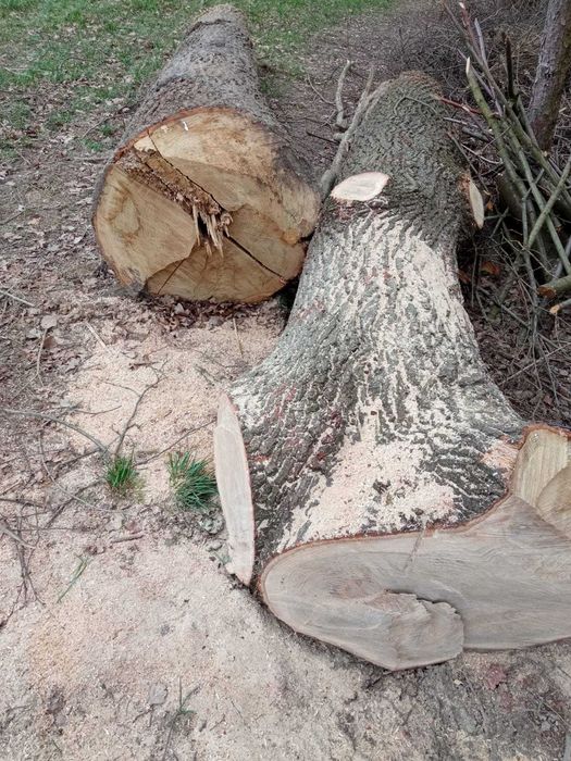 Sprzedam Dąb kłoda drzewo trzy klocki