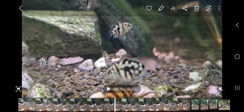 Pielęgnica Papuzia Blue Tiger Zebra