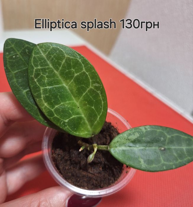 Хойя Elliptica splash