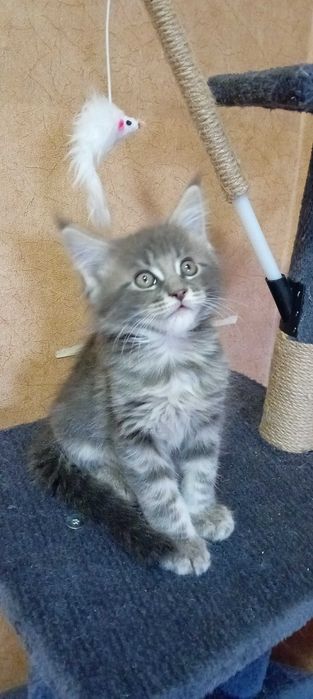 Kotek Maine Coon - Calimero
