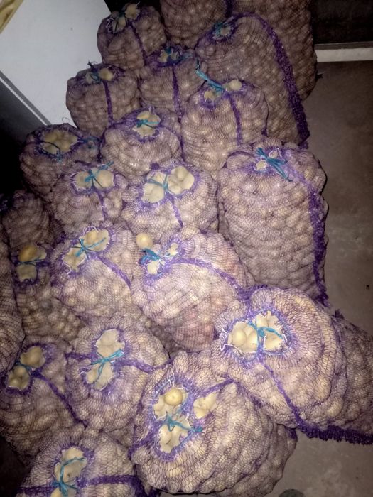 Дрібна  картопля