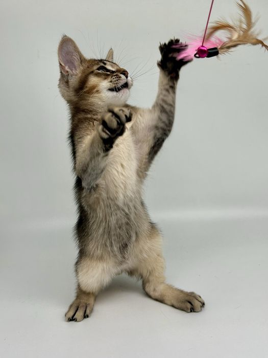 Абиссинец мальчик