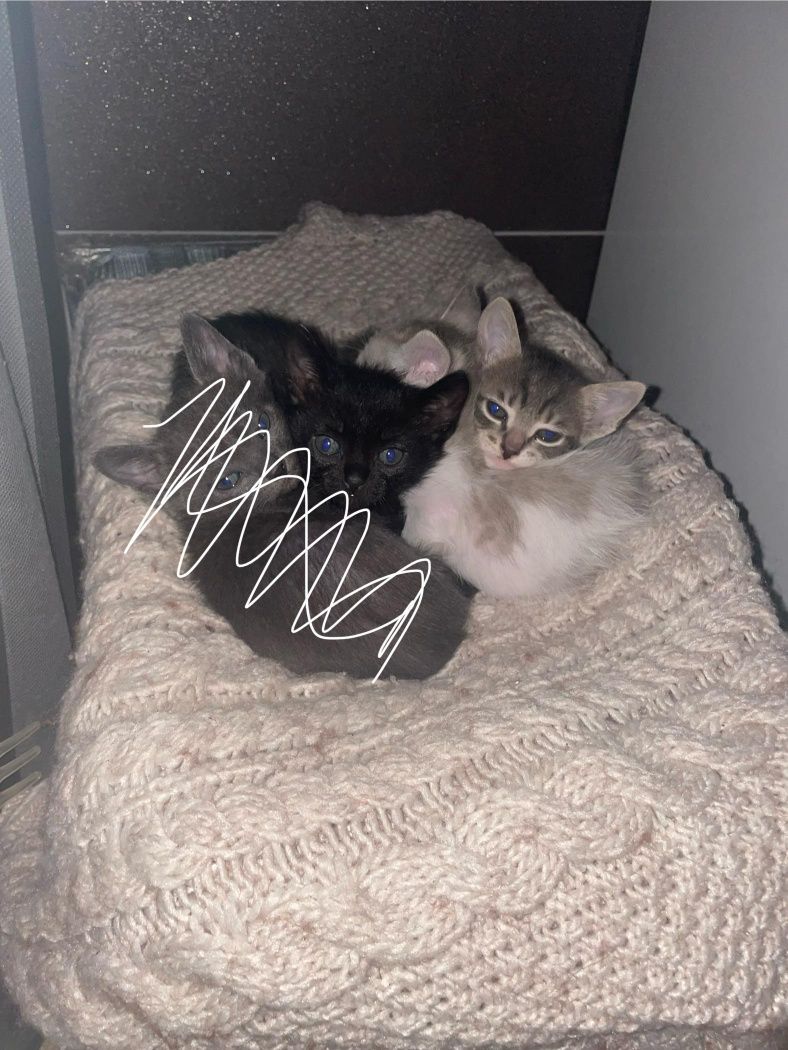 Gatinhos para adoção