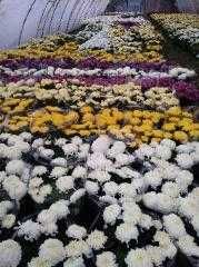 Chryzantemy cięte, drobnokwiatowe, wielkokwiatowe