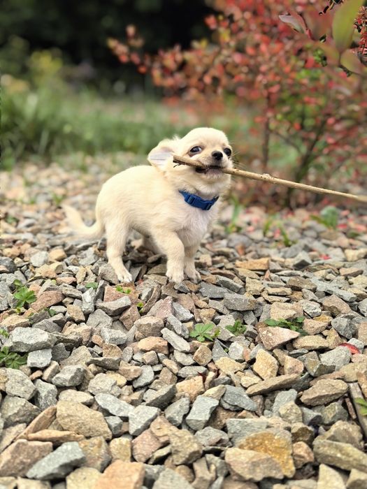 Chihuahua długowłosa - FANFAN TULIPAN