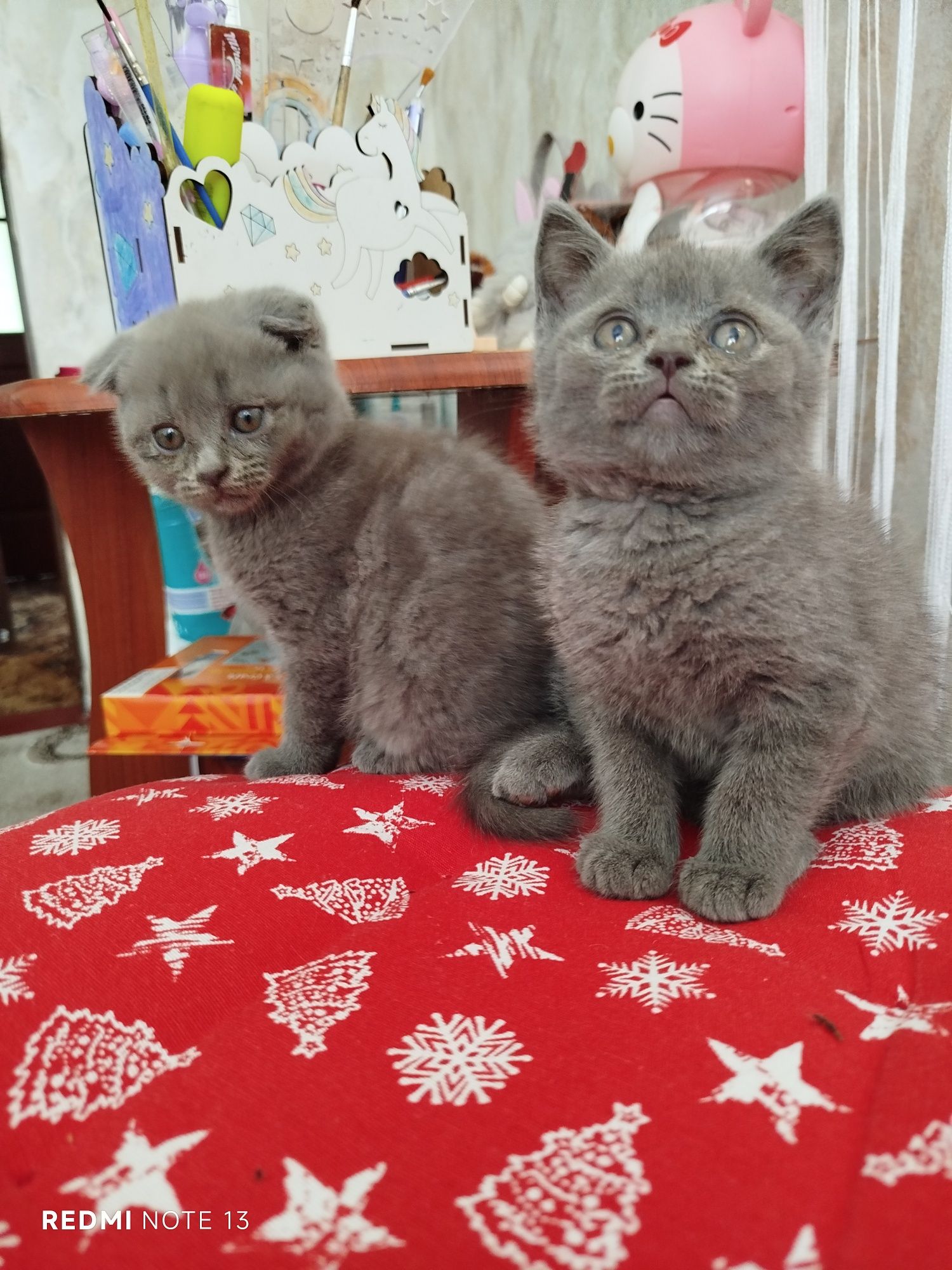 Шотландські кошенята