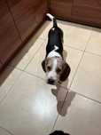 Beagle dziewczyna