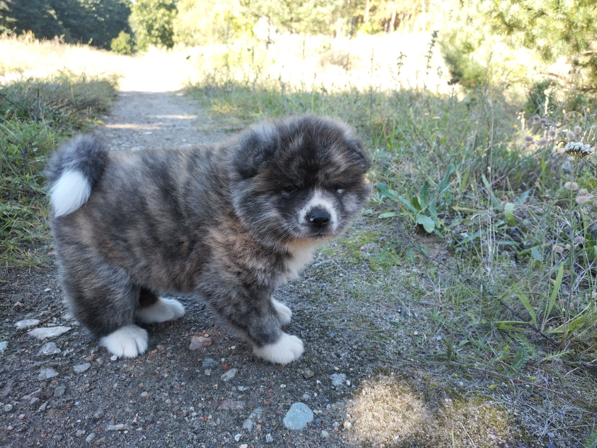 Japońska akita inu - pręgusek